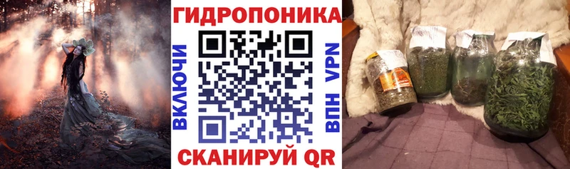 наркотики  OMG как зайти  Шишки марихуана SATIVA & INDICA  Старая Русса 